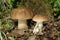 Two boletus