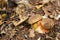 Two Boletus erythropus growing together