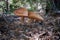 Two boletus mushroom in coniferous woods of Etna Park