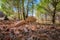 Two boletus mushroom in deciduous woods of Etna Park