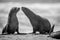 Two bonding Cape fur seals in black and white.