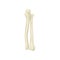 Two bones of forearm - radius and ulna. Part of human skeleton. Isolated flat vector element for medical book or
