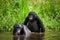 Two Bonobos make love with each other. Democratic Republic of Congo. Lola Ya BONOBO National Park.