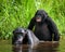 Two Bonobos make love with each other. Democratic Republic of Congo. Lola Ya BONOBO National Park.