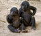 Two Bonobos are sitting on the ground. Democratic Republic of Congo. Lola Ya BONOBO National Park.