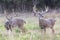 Two Boone and Crockett whitetail bucks