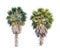 Two borassus flabellifer trees or Cambodian palm tree isolated o