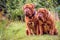 Two Bordeaux Danes, a female and a dog sitting outside in the grass