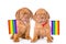 Two Bordeaux puppies with rainbow color flag symbolizing gay rights. isolated on white