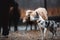 Two border collie dog red-haired black and white grazing sheep in the paddock. raw dog. sports discipline. concept. dog