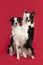 Two border collie dogs holding each other while sitting on a red background