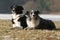 Two border collies