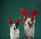 Two Border Collies in reindeer antlers, studio snapshot of holiday cheer