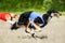 Two Borzoi lure coursing competition