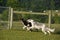 Two Borzoi males running in the park.