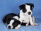 Two Boston Terrier Puppies