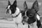 Two boston terriers looking forward in black and white