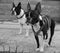 Two boston terriers outside house in black and white