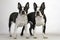 Two Boston Terriers are standing on a white background.