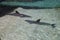 Two Bottle-Nose Dolphins in Clear Water