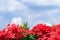 Two bouquet of Ixora Chinensis with blue sky in background