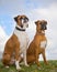 Two Boxer Dogs