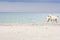 Two Boxer Dogs on the Beach