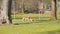 Two Boxer dogs playing and Boxing on green grass