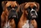 Two Boxer dogs portrait isolated on black background