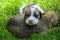 Two boxer puppies lying on the grass