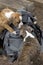 Two boxer Puppies Playing on Backpack