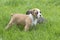 Two Boxer Puppies Playing in Green Grass