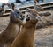 Two boxing kangaroos, embracing