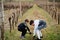 Two boys brothers working on vineyard