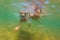 Two boys dive in swimming goggles in the sea