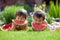 Two boys, eating watermelon in the garden