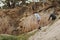 Two boys playing in tranquil waterhole in Australian bush setting