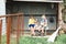 Two boys sitting in small shed making slime for home schooling science experiment