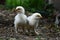 Two brahma chicks