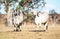 Two Brahman cows in the dry Australian landscape