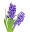 Two branch blue mauve Hyacinthus orientalis flowers