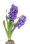 Two branch blue mauve Hyacinthus orientalis flowers