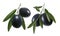 Two branches of black olives isolated on white background
