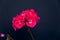 Two branches with red geranium inflorescences isolated on a black