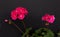 Two branches with red geranium inflorescences isolated on a black background