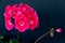 Two branches with red geranium inflorescences isolated on a black background