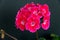 Two branches with red geranium inflorescences isolated on a black background