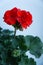 Two branches with red geranium inflorescences isolated on a light background