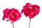 Two branches with red geranium inflorescences isolated on a white background