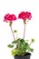 Two branches with red geranium inflorescences isolated on a white background